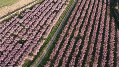 Dirt-road-passing-through-an-orchard-in-flower-almond-pink-trees-Spain-aerial